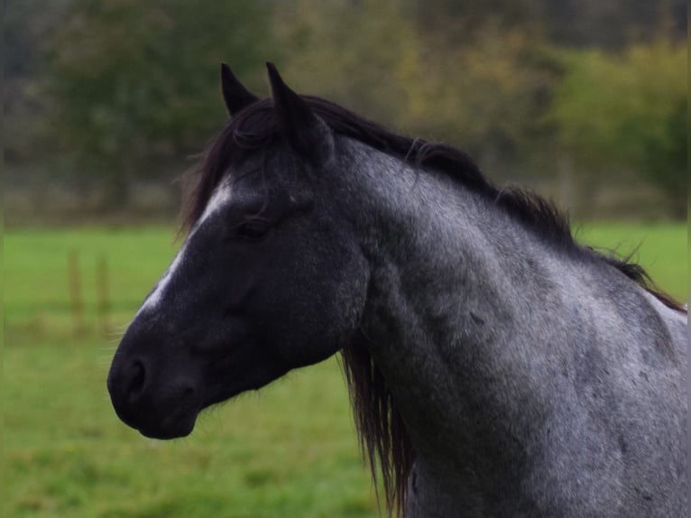 American Quarter Horse Ogier Karodereszowata in Neustadt Dosse