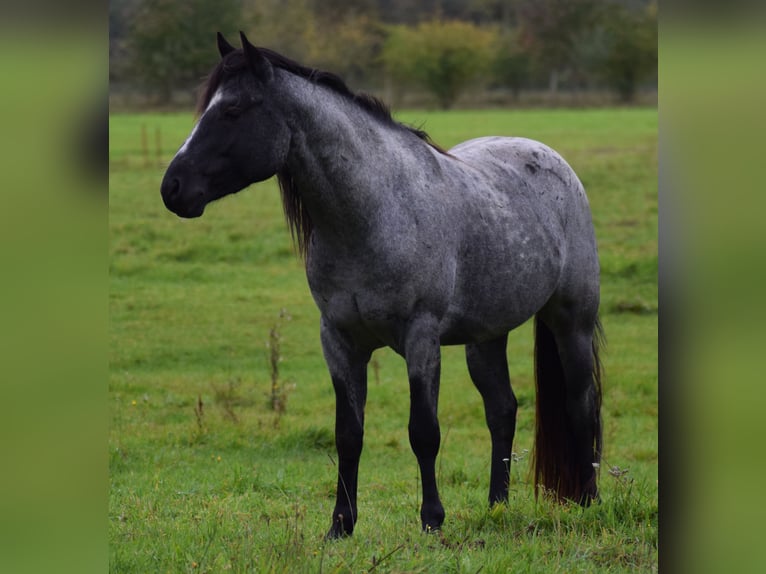 American Quarter Horse Ogier Karodereszowata in Neustadt Dosse