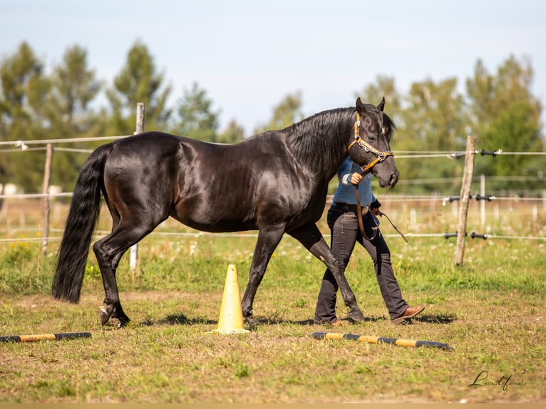American Quarter Horse Ogier in Quitzdorf am See