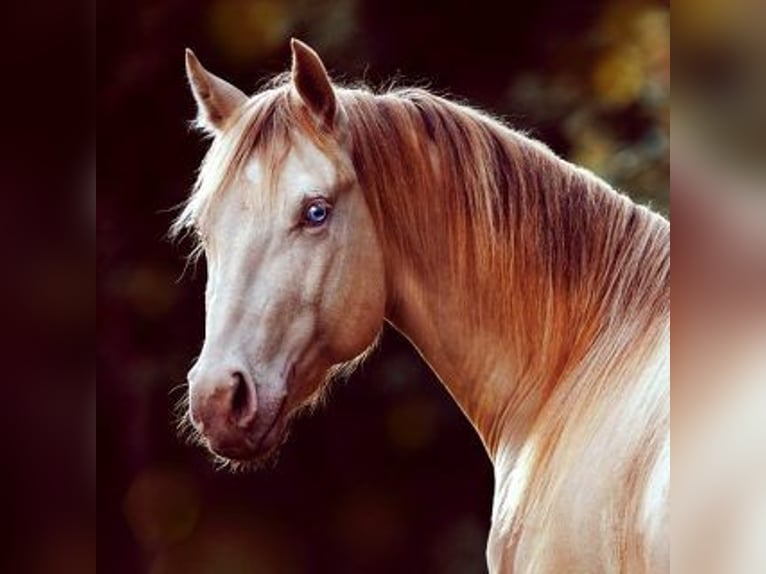 American Quarter Horse Ogier Perlino in Bell