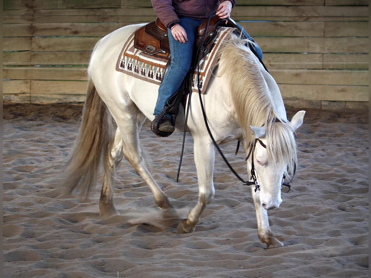 American Quarter Horse Ogier Perlino in Neustadt Dosse