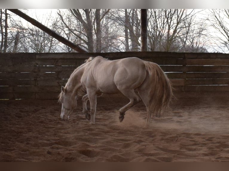 American Quarter Horse Ogier Perlino in Neustadt Dosse