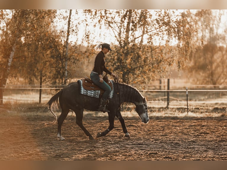 American Quarter Horse Ogier in Sch&#xF6;nwalde