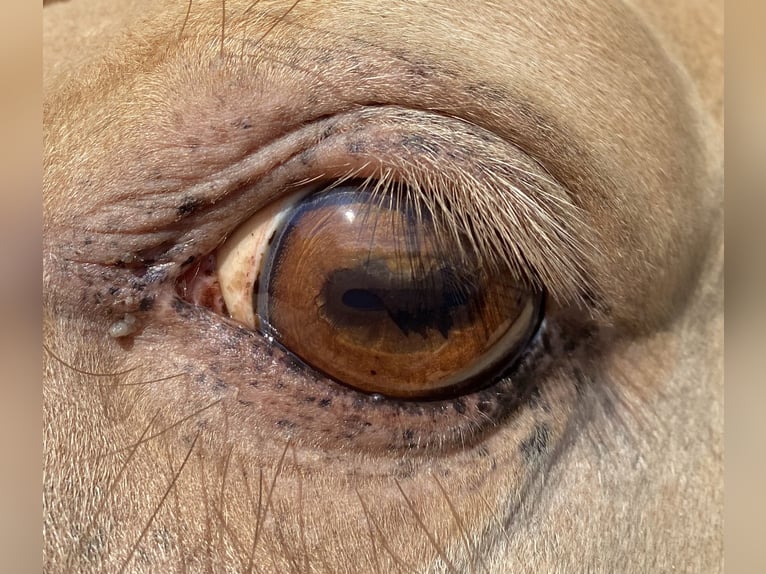 American Quarter Horse Ogier Szampańska in KleinschwabhausenMellingen American Quarter Horse Ogier Szampańska in KleinschwabhausenMellingen