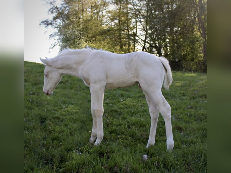 American Quarter Horse Ogier Źrebak (01/2026) 135 cm Izabelowata in Haag in Oberbayern