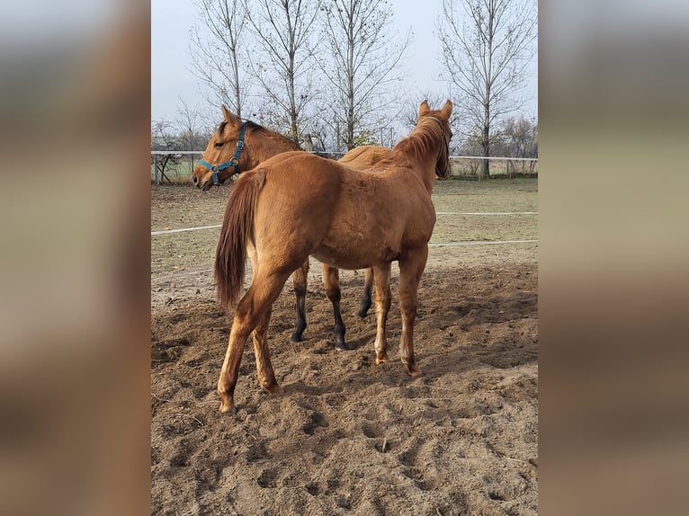 American Quarter Horse Ogier Źrebak (04/2025) 145 cm Bułana in Akaszt&#xF3;