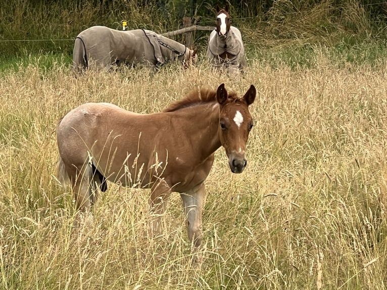 American Quarter Horse Ogier Źrebak (04/2026) 146 cm Kasztanowatodereszowata in Linsburg