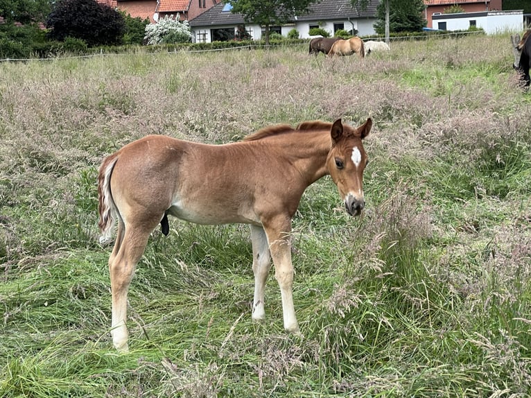American Quarter Horse Ogier Źrebak (04/2026) 146 cm Kasztanowatodereszowata in Linsburg