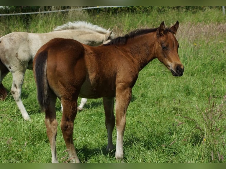 American Quarter Horse Ogier Źrebak (04/2026) 148 cm Gniada in Linsburg