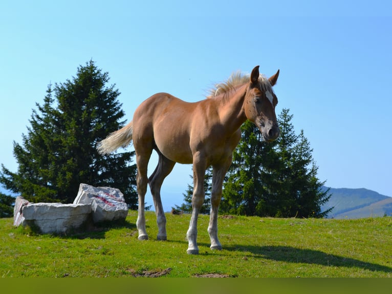 American Quarter Horse Mix Ogier Źrebak (04/2026) 148 cm  in Thalgau
