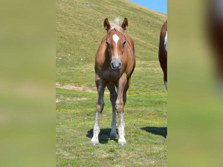 American Quarter Horse Mix Ogier Źrebak (04/2026) 148 cm  in Thalgau