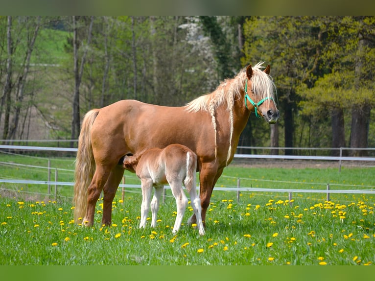 American Quarter Horse Mix Ogier Źrebak (04/2026) 148 cm  in Thalgau