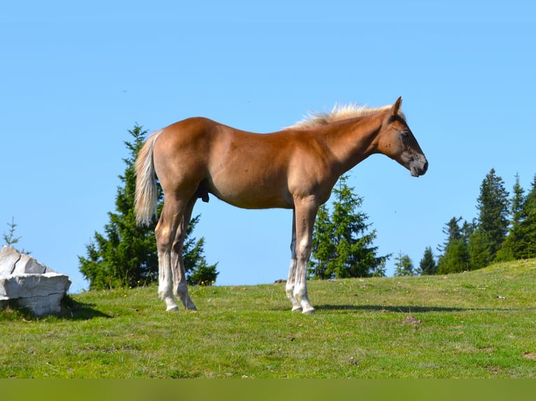 American Quarter Horse Mix Ogier Źrebak (04/2026) 148 cm  in Thalgau