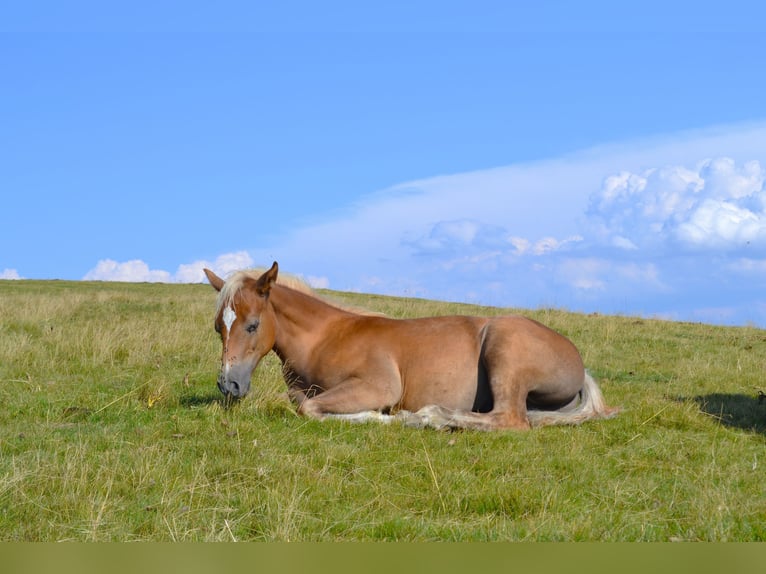 American Quarter Horse Mix Ogier Źrebak (04/2026) 148 cm  in Thalgau