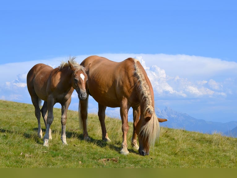 American Quarter Horse Mix Ogier Źrebak (04/2026) 148 cm  in Thalgau