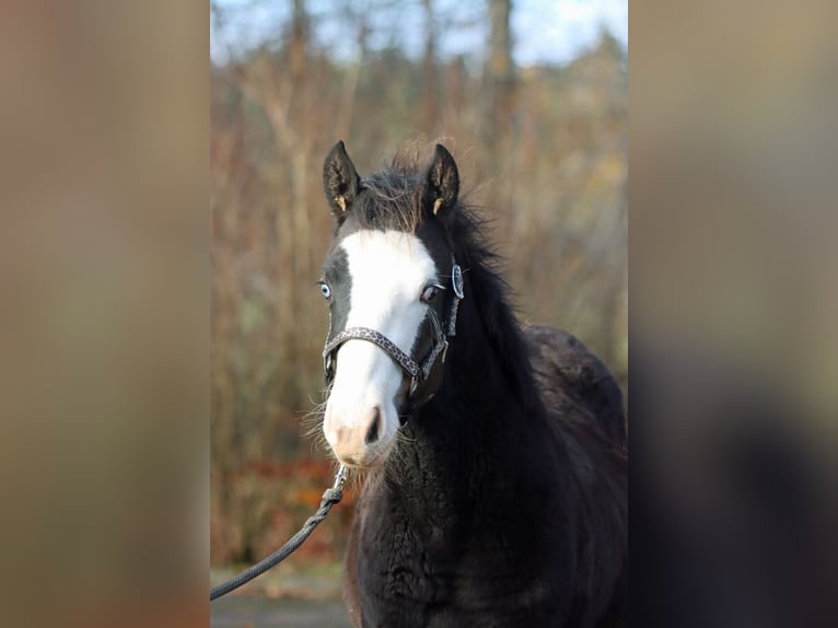 American Quarter Horse Ogier Źrebak (05/2025) 150 cm Ciemnogniada in Hellenthal
