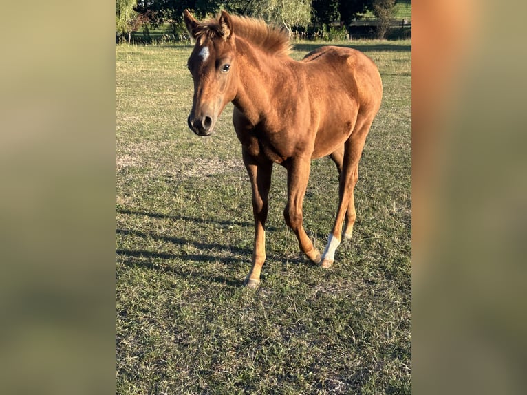 American Quarter Horse Ogier Źrebak (05/2026) 150 cm Cisawa in Klötze