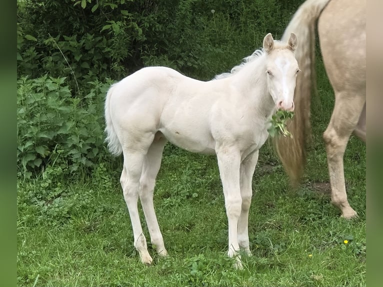 American Quarter Horse Ogier  150 cm Cremello in G&#xFC;ssing
