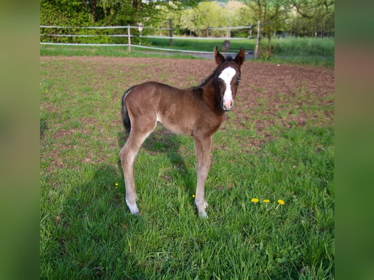 American Quarter Horse Ogier Źrebak (04/2026) 150 cm Gniada in Breitenbach