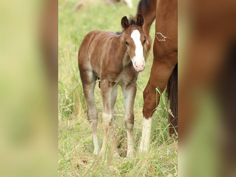 American Quarter Horse Ogier  150 cm Gniada in Waldshut-Tiengen