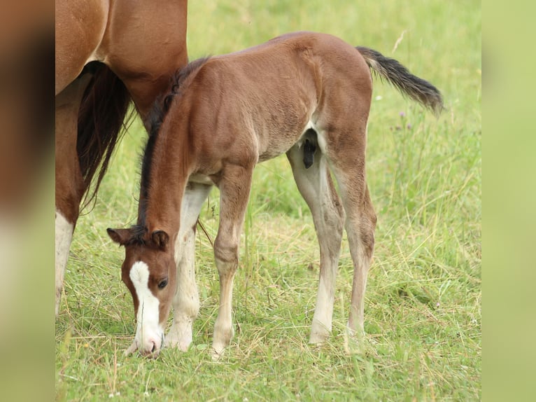 American Quarter Horse Ogier  150 cm Gniada in Waldshut-Tiengen