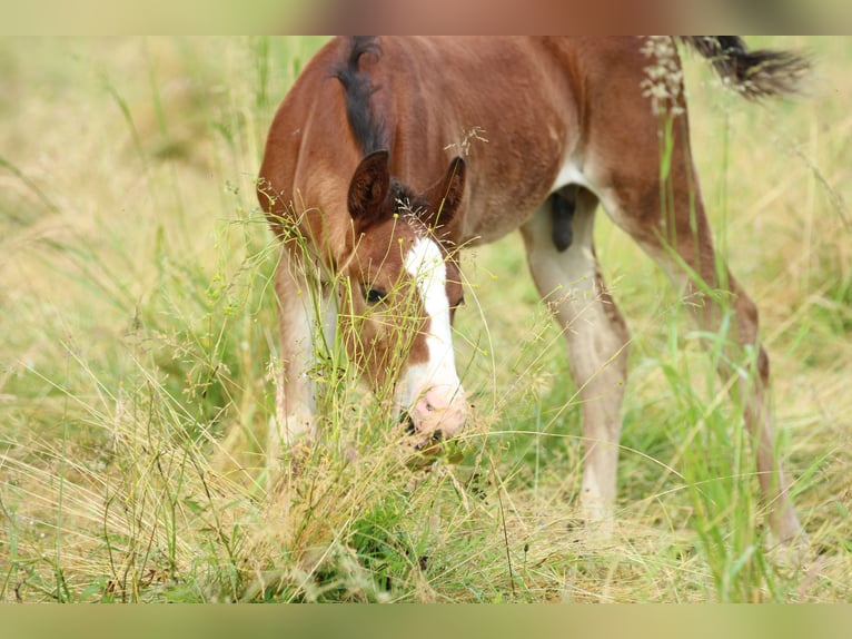 American Quarter Horse Ogier  150 cm Gniada in Waldshut-Tiengen