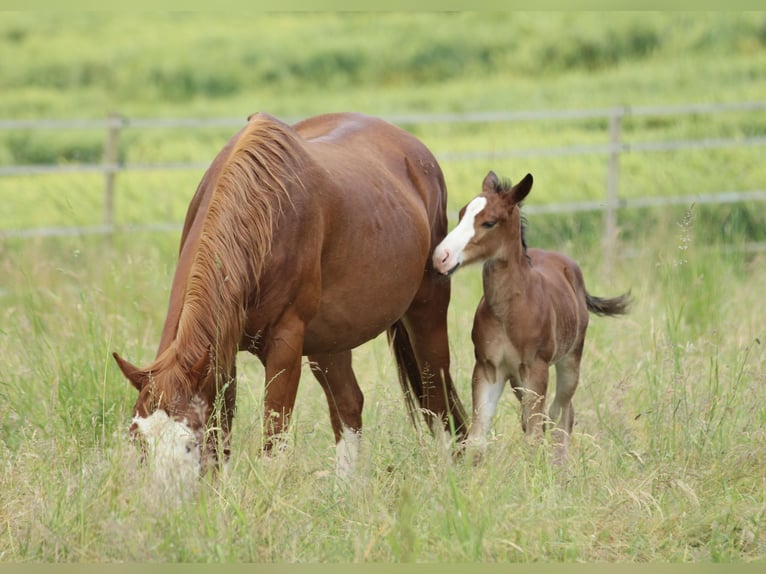 American Quarter Horse Ogier  150 cm Gniada in Waldshut-Tiengen