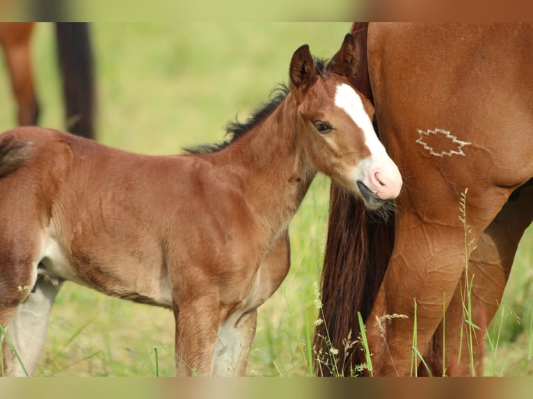 American Quarter Horse Ogier  150 cm Gniada in Waldshut-Tiengen