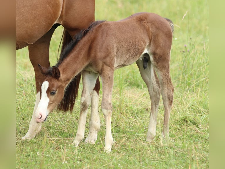 American Quarter Horse Ogier  150 cm Gniada in Waldshut-Tiengen