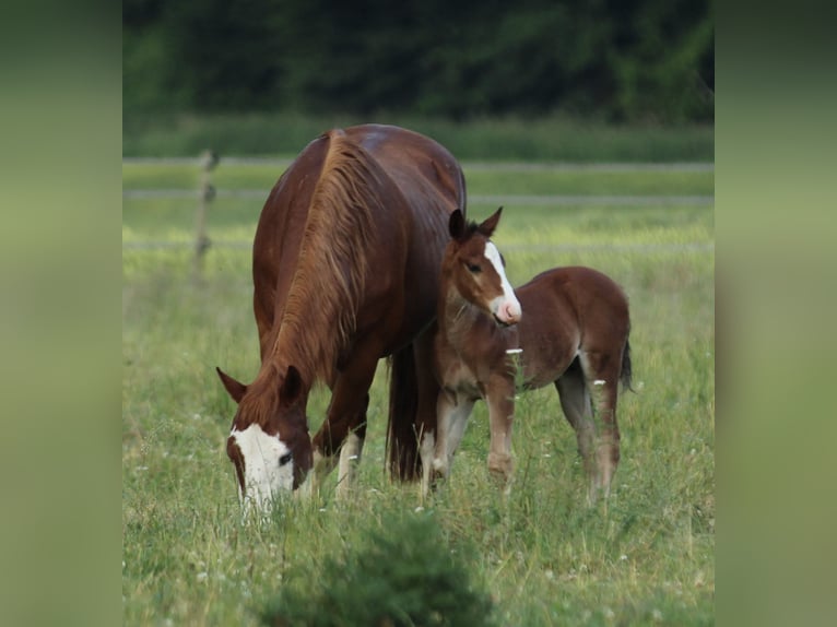 American Quarter Horse Ogier  150 cm Gniada in Waldshut-Tiengen
