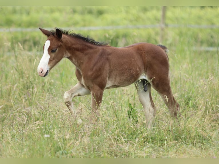 American Quarter Horse Ogier  150 cm Gniada in Waldshut-Tiengen