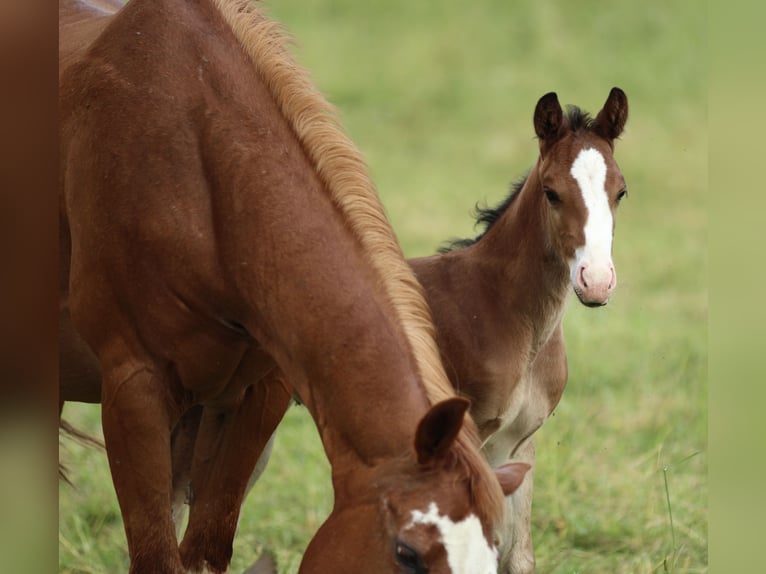 American Quarter Horse Ogier  150 cm Gniada in Waldshut-Tiengen