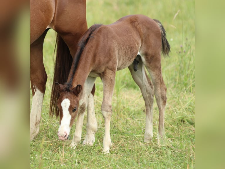 American Quarter Horse Ogier  150 cm Gniada in Waldshut-Tiengen