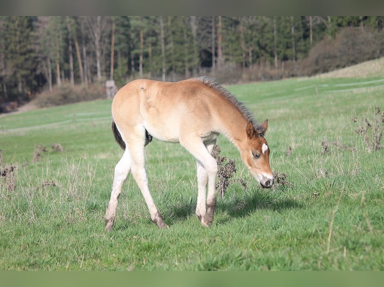 American Quarter Horse Ogier Źrebak (02/2024) 150 cm Gniada in Haigerloch