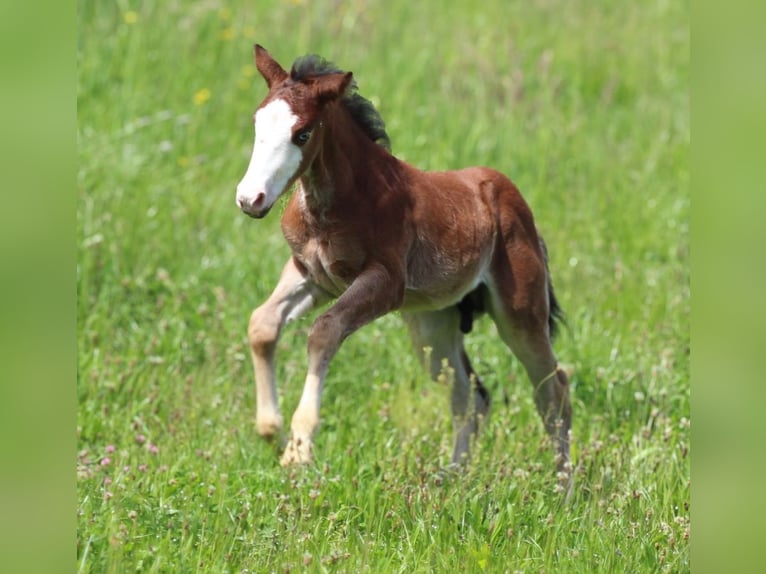 American Quarter Horse Ogier Źrebak (03/2024) 150 cm Gniada in Waldshut-Tiengen