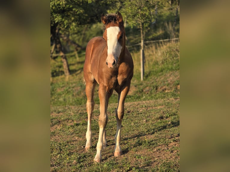 American Quarter Horse Ogier Źrebak (05/2025) 150 cm Gniada in RAVNE NA KOROSKEM American Quarter Horse Ogier Źrebak (05/2025) 150 cm Gniada in RAVNE NA KOROSKEM