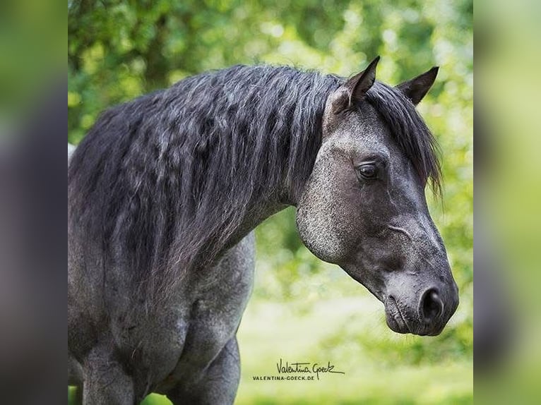 American Quarter Horse Ogier Źrebak (01/2026) 150 cm Gniadodereszowata in Quitzdorf am See