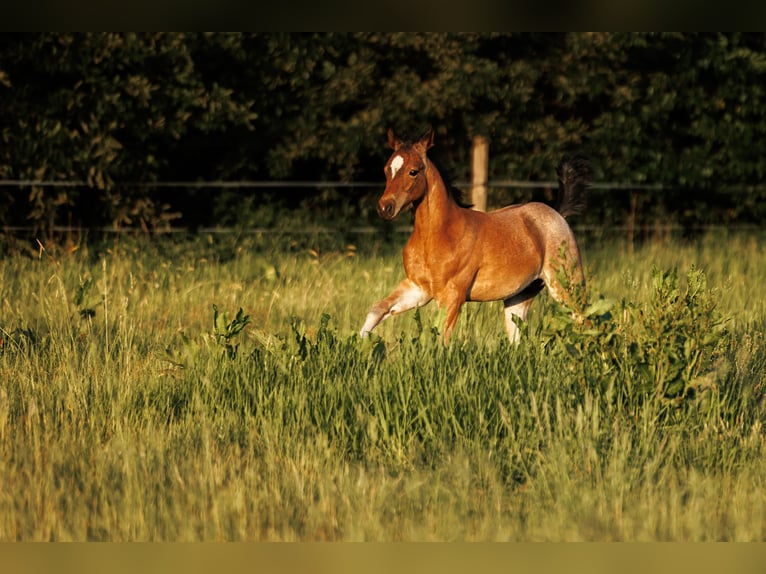 American Quarter Horse Ogier  150 cm Gniadodereszowata in Balen