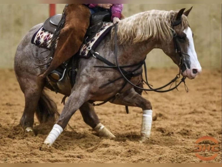 American Quarter Horse Ogier  150 cm Gniadodereszowata in Balen
