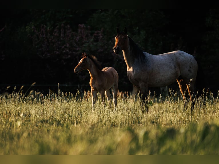 American Quarter Horse Ogier  150 cm Gniadodereszowata in Balen