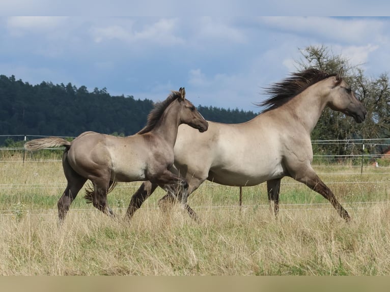 American Quarter Horse Ogier  150 cm Grullo in Geiselwind