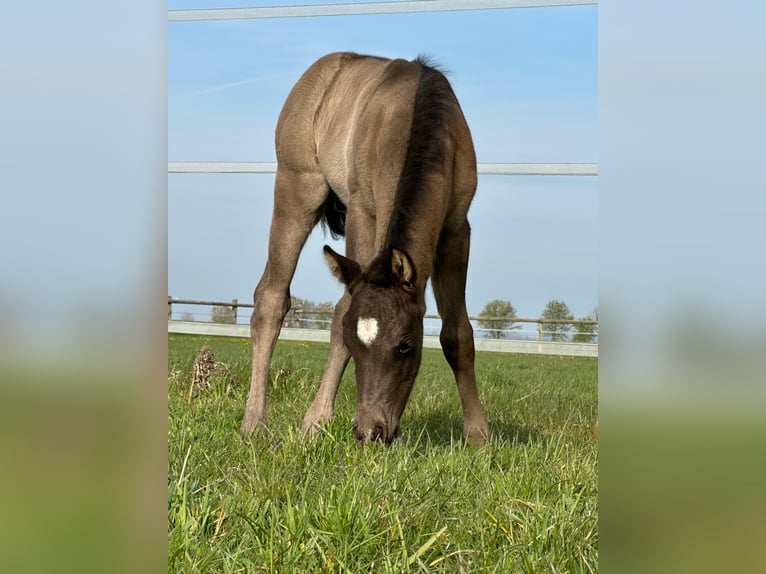 American Quarter Horse Ogier  150 cm Jelenia in Borgentreich