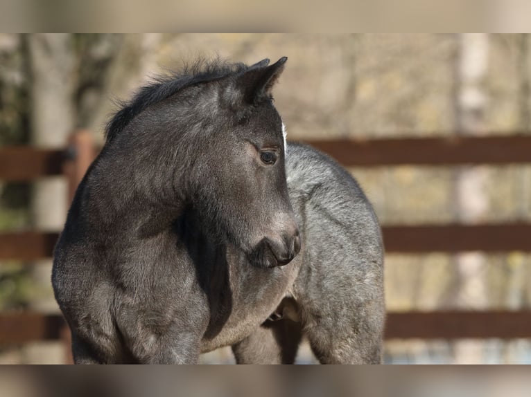 American Quarter Horse Ogier  150 cm Karodereszowata in Hernstein