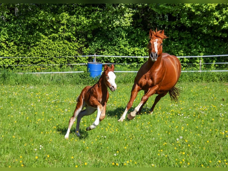 American Quarter Horse Ogier Źrebak (04/2026) 150 cm Kasztanowata in Breitenbach