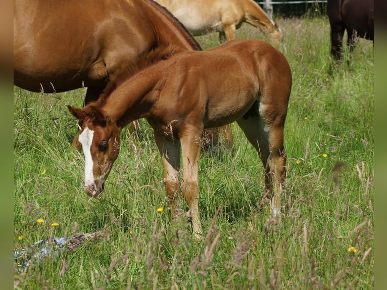 American Quarter Horse Ogier Źrebak (04/2026) 150 cm Kasztanowata in Linsburg