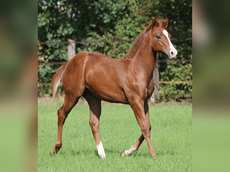 American Quarter Horse Ogier Źrebak (04/2026) 150 cm Kasztanowata in Wardenburg