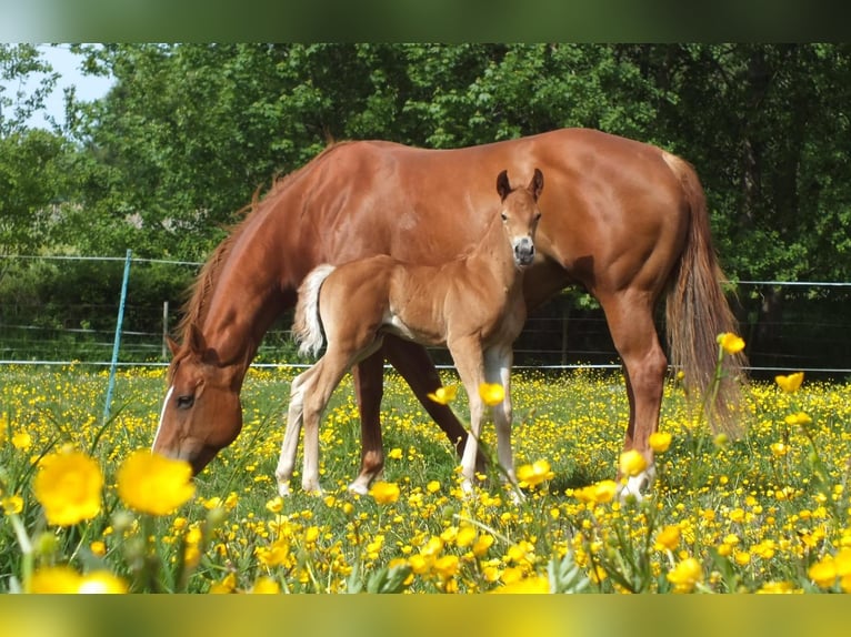 American Quarter Horse Ogier  150 cm Kasztanowata in Hunsr&#xFC;ck