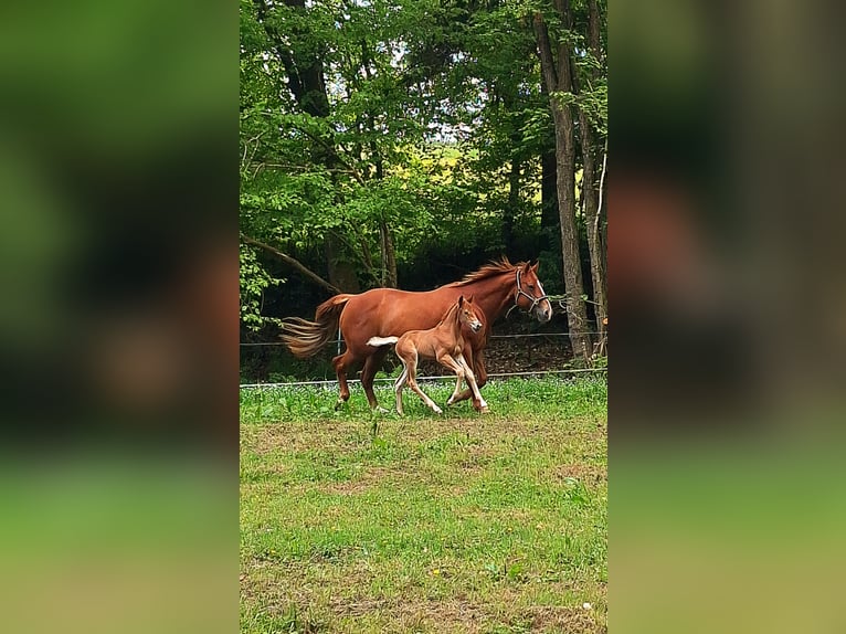 American Quarter Horse Ogier  150 cm Kasztanowata in Hunsr&#xFC;ck