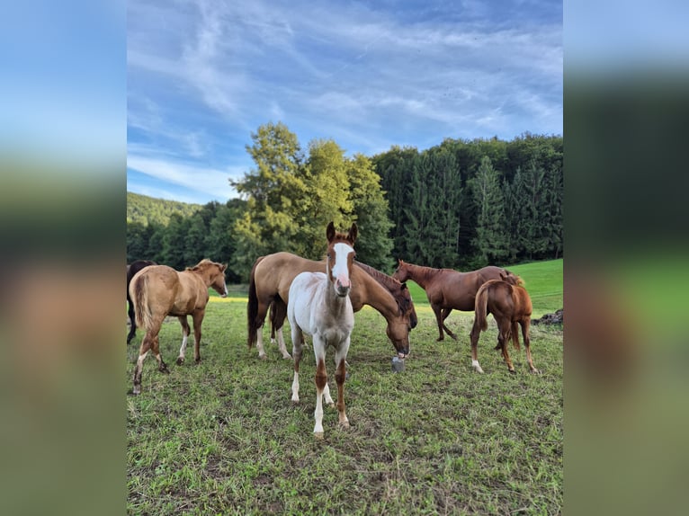 American Quarter Horse Ogier Źrebak (05/2025) 150 cm Kasztanowatodereszowata in Steinen