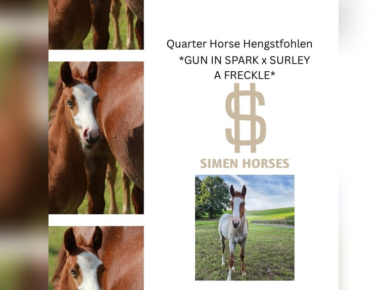 American Quarter Horse Ogier Źrebak (05/2025) 150 cm Kasztanowatodereszowata in Steinen